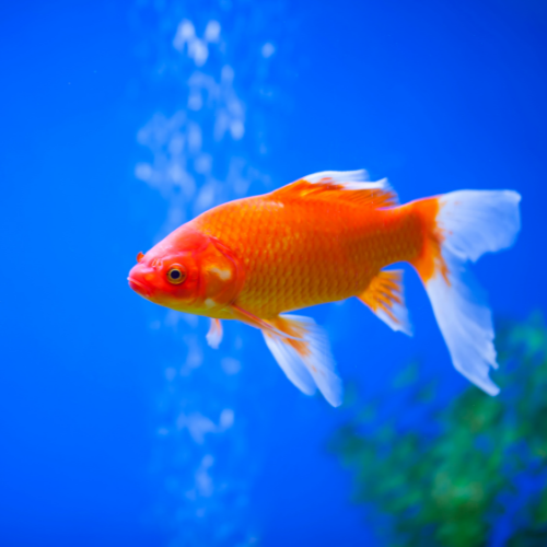 Consigli per l'allestimento dell'acquario per il pesce rosso oranda: guida  completa